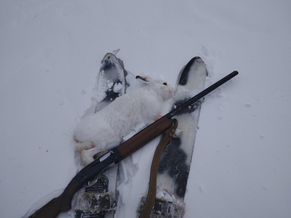 Февральские зайцы, самые трудовые.