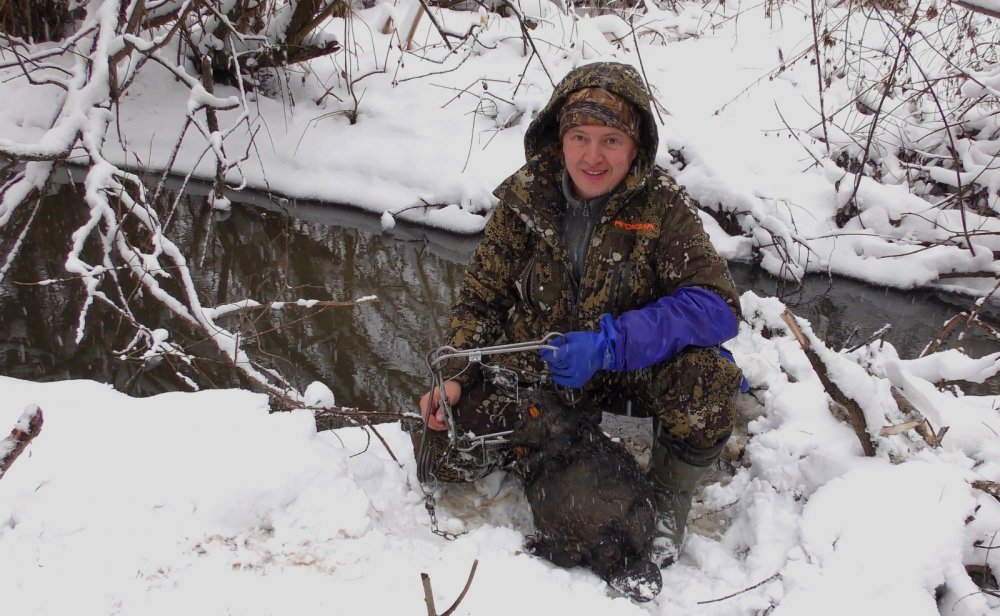 Гастрономический бобр