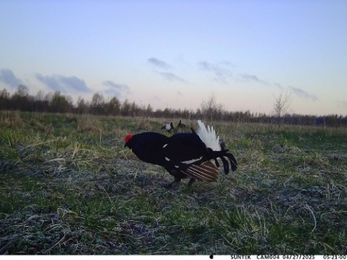 Охота на пернатую дичь в Томской области: старт сезона и сроки разрешённой охоты