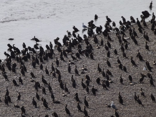 В Алтайском крае разрешён отстрел больших бакланов
