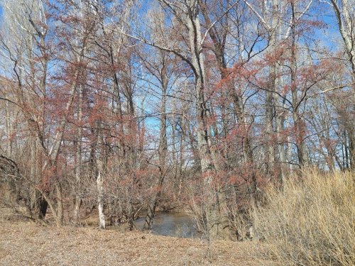 Мой объект серая ворона.