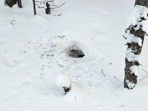 Кто порылся в снегу?