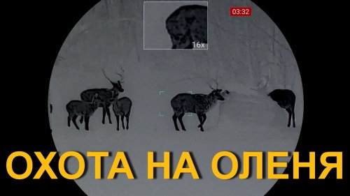 Охота на ОЛЕНЯ, закрытие февраля