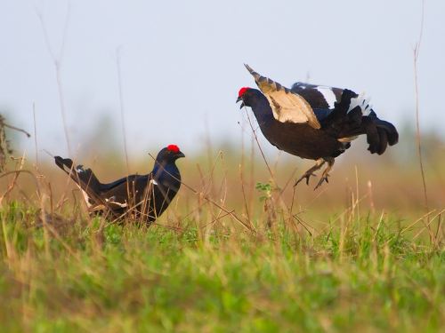 С 16 марта в Новосибирской области начинается прием заявок на весеннюю охоту 2026 года