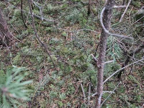 Внимание, вопрос! Кто разбросал ёлкины ветки?