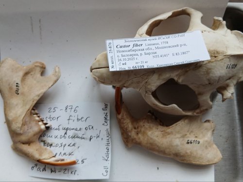 Экспонат. Читайте описание