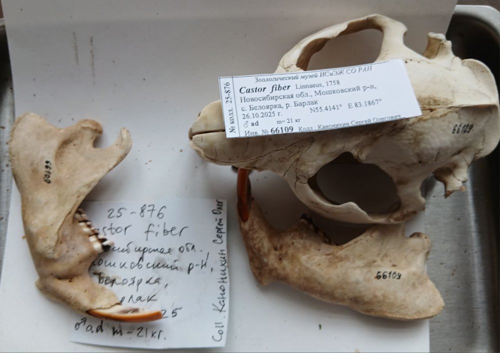 Экспонат. Читайте описание