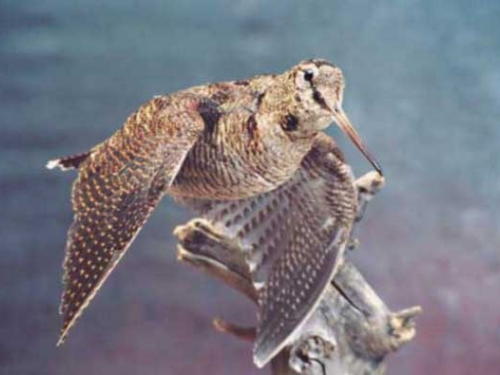 Минприроды России планирует утвердить новые правила охоты