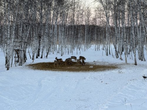Фотоохота. Подкормочная площадка.
