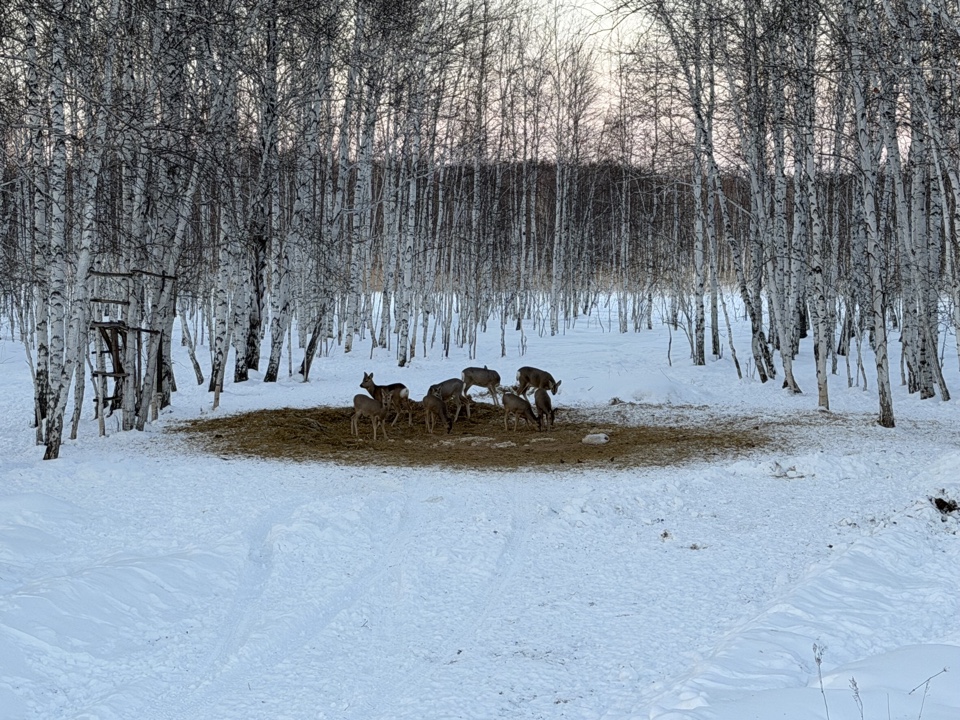 Фотоохота. Подкормочная площадка.