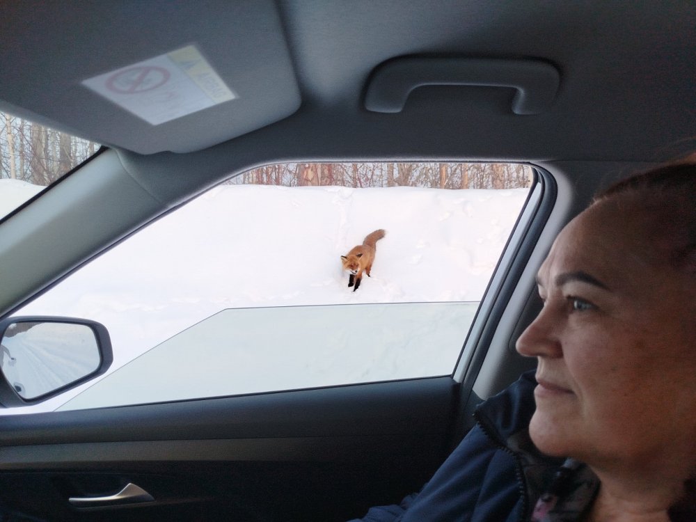 Сибирская красавица.