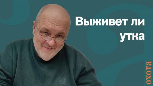 ВЫЖИВЕТ ЛИ ПОДСАДНАЯ УТКА НА ВОЛЕ?