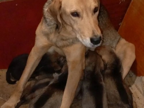 Пуля с щенками.