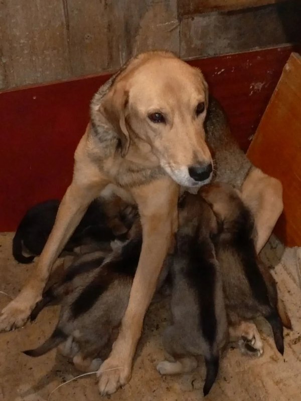 Пуля с щенками.