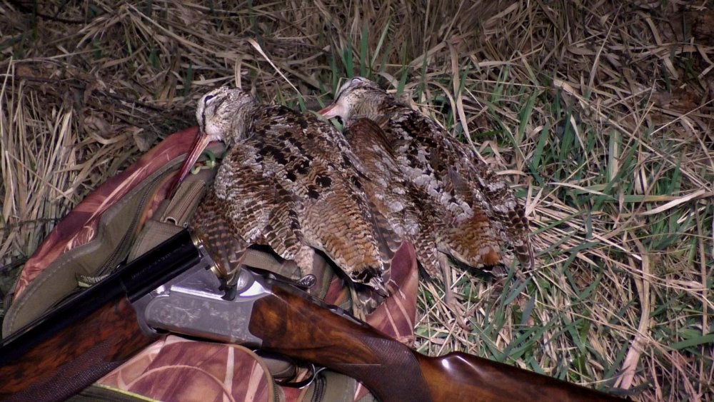 На вечерней тяге