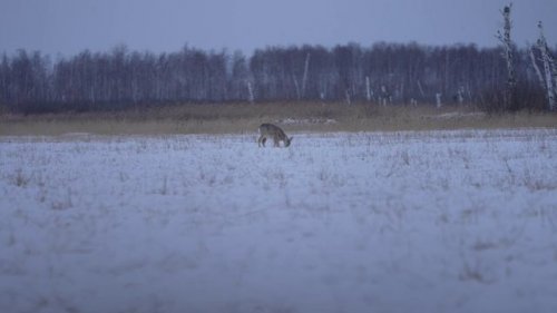 Охота на кабана из ГНЕЗДА