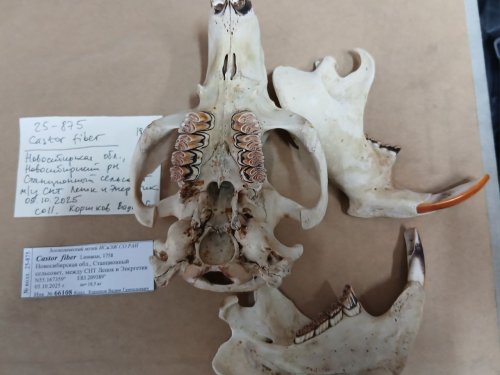 Теперь экспонаты