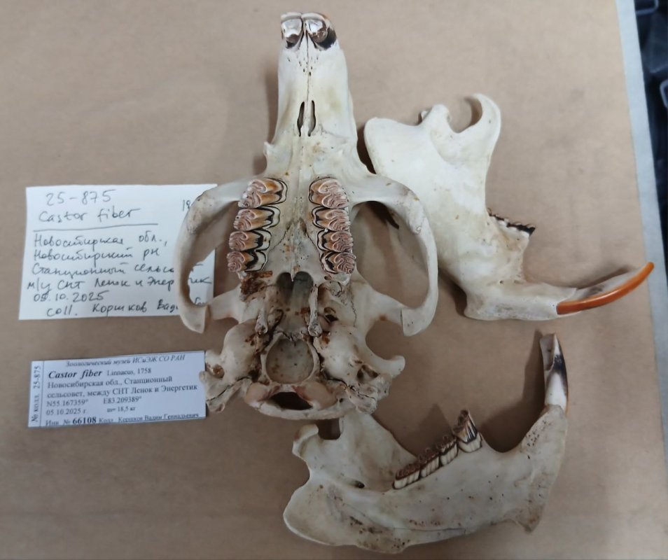 Теперь экспонаты