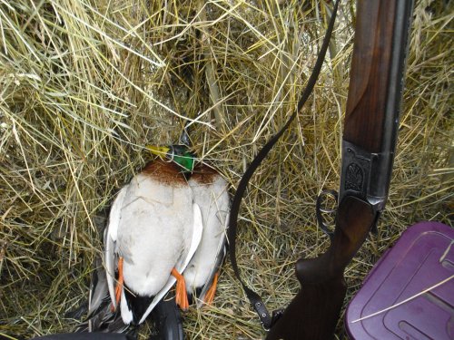 Весенние красавцы!