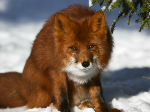 В Алтайском крае продлили сезон охоты на лис на месяц