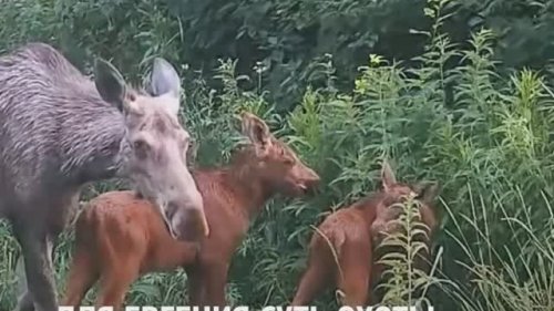 Охотник и охота в СМИ