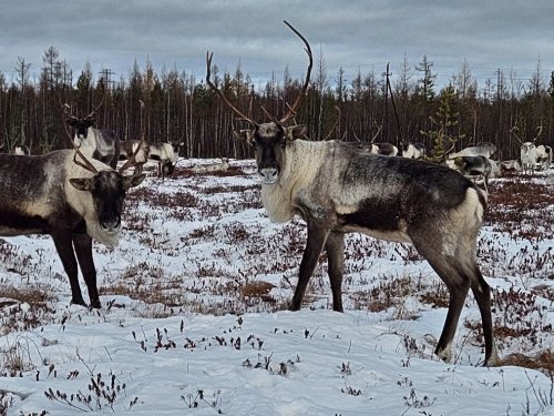 Как меня олени чуть не покусали