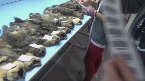 Как официально сдать пушнину. Союзпушнина.