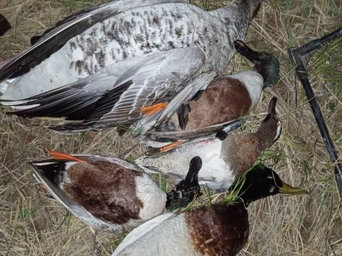 Удачная вечерка....