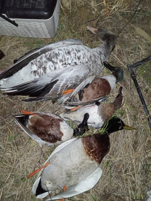 Удачная вечерка....