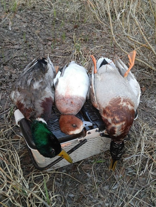 Вечерка 16 апреля 2026.