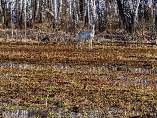 подшли по полю на 50 метров.. и такое бывает