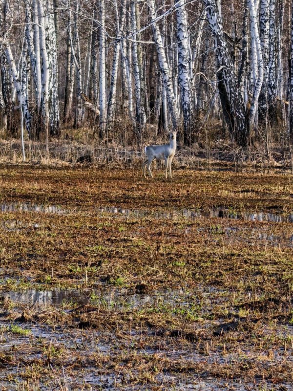 подшли по полю на 50 метров.. и такое бывает