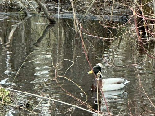 Аномальный крякаш