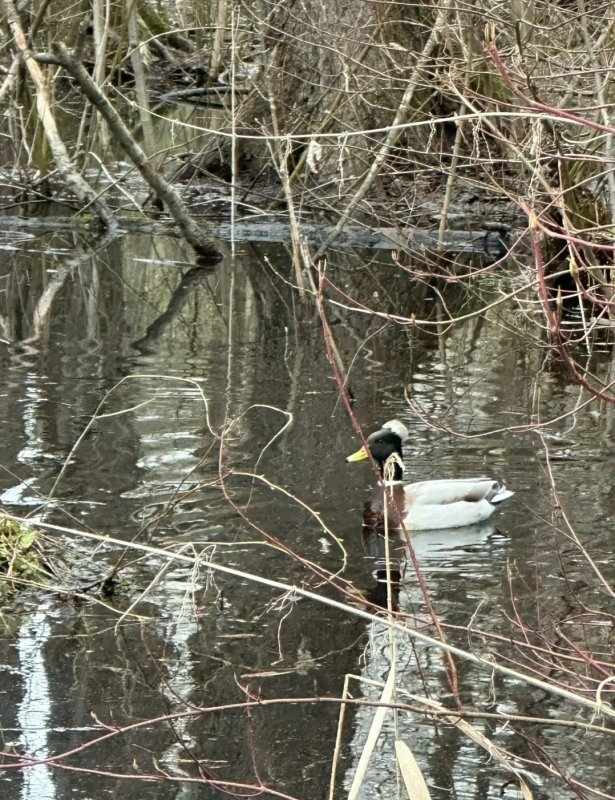 Аномальный крякаш