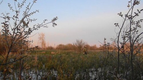 Охота на селезней с подсадной уткой
