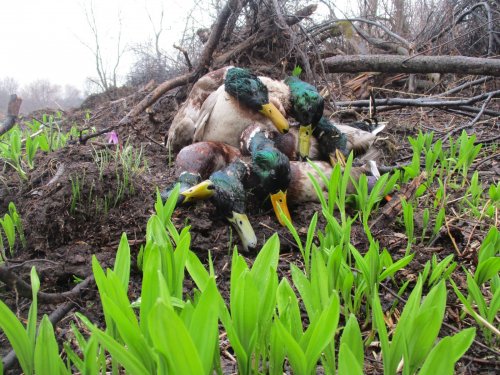 Колбишка пошла).