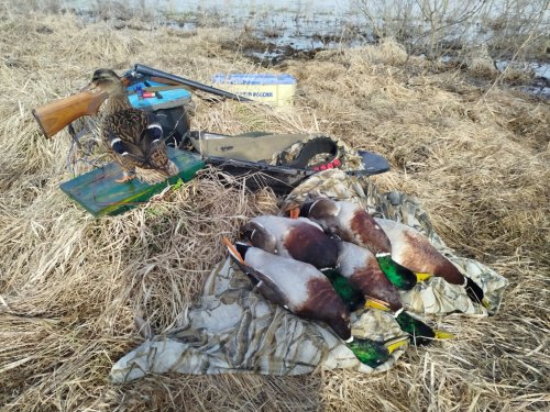 Сегодня опять проспал, но охота состоялась