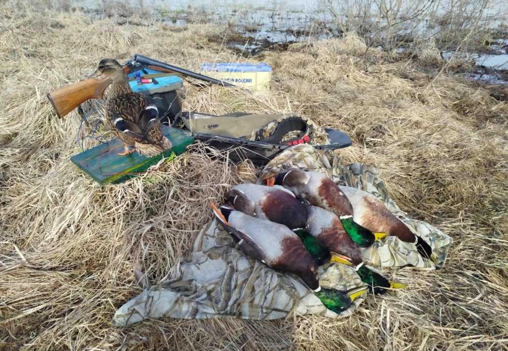 Сегодня опять проспал, но охота состоялась