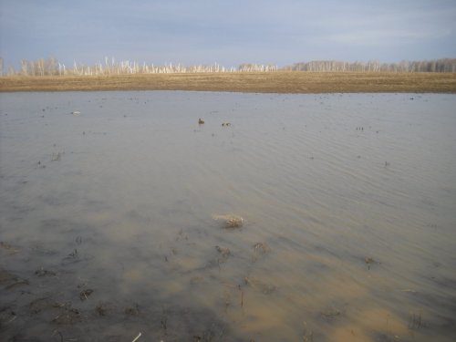 Подсадная в кругу селезней.