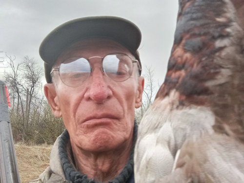 Кряковый селезень.