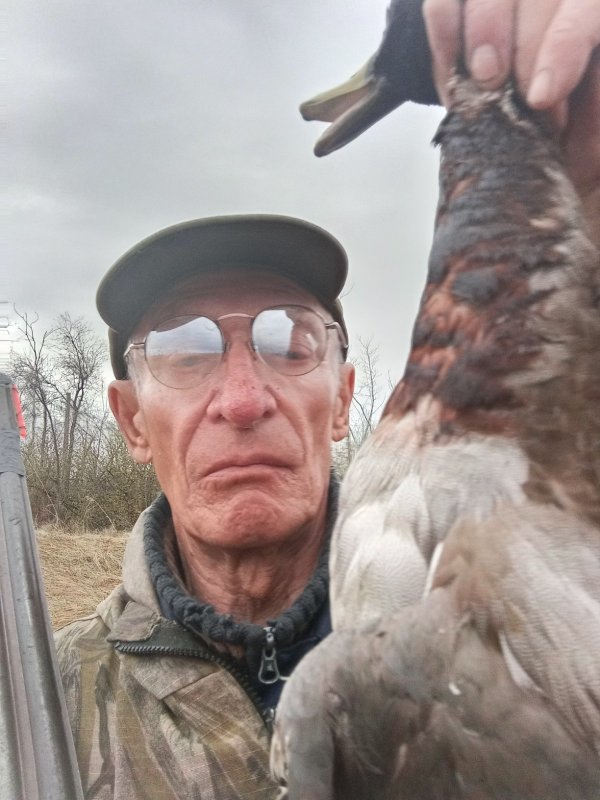 Кряковый селезень.