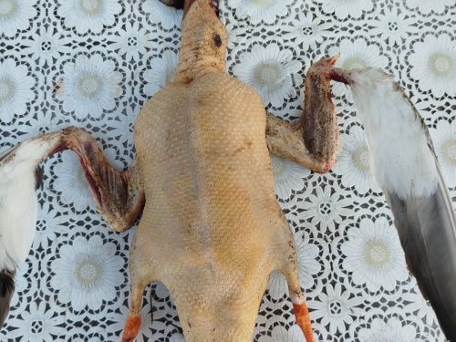 О жирности весеннего крякаша