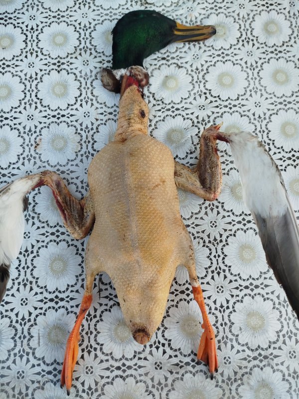 О жирности весеннего крякаша