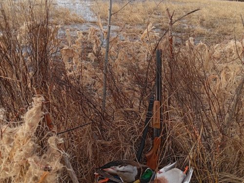 Утрянка с подсадной.