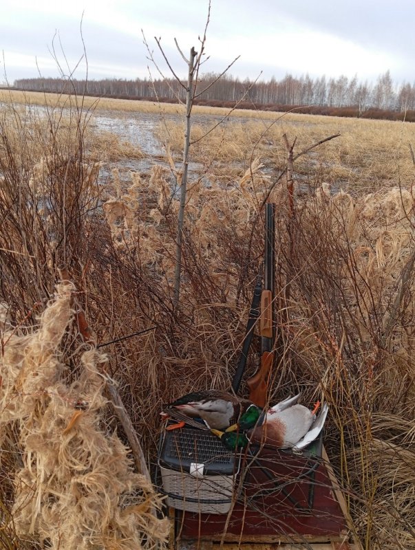 Утрянка с подсадной.