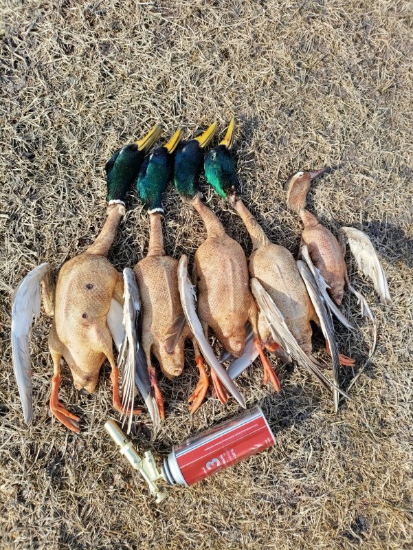 Они же, ну хороши кряки!