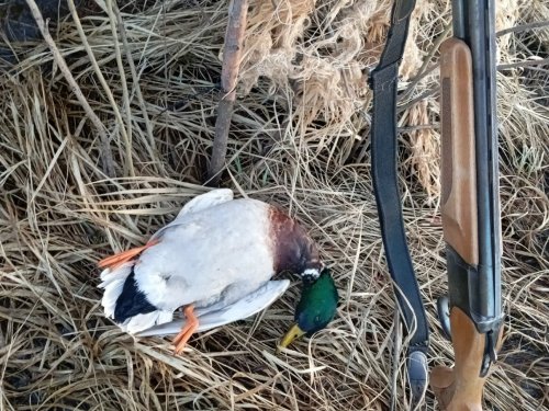 Открытие 2026г (весна).