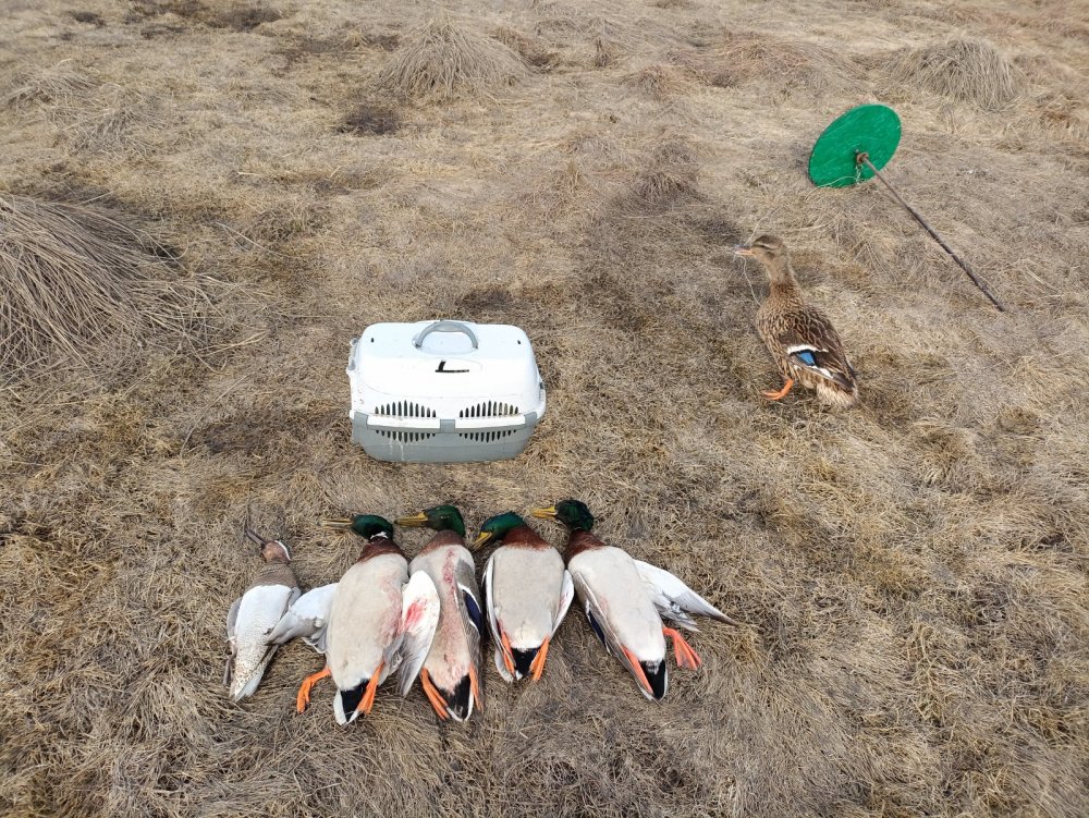 Итог двух зорек.