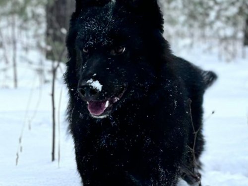 Канадский Волк + Немецкая Овчарка