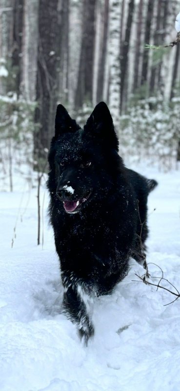 Канадский Волк + Немецкая Овчарка